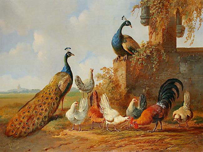 unknow artist Albertus Verhoesen: Peacocks and chickens